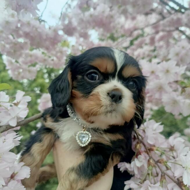 Prześliczny piesek Cavalier King Charles Spaniel