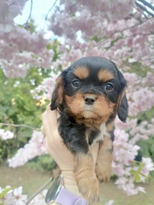 Prześliczny piesek Cavalier King Charles Spaniel