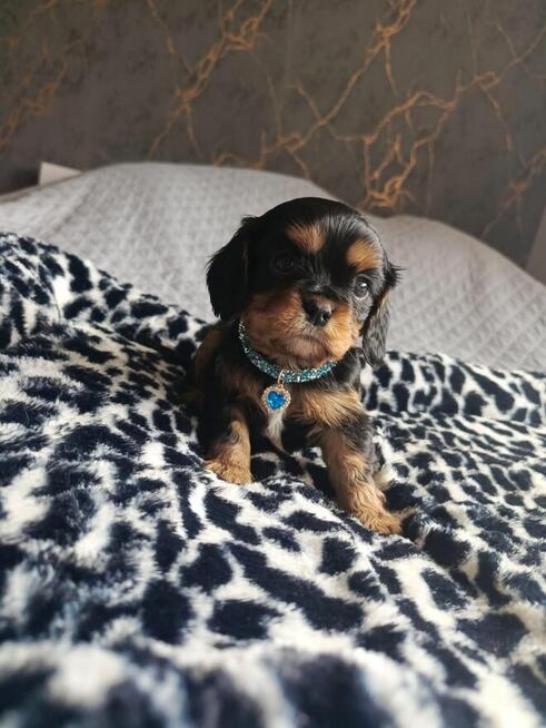 Prześliczny piesek Cavalier King Charles Spaniel