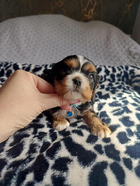 Prześliczny piesek Cavalier King Charles Spaniel