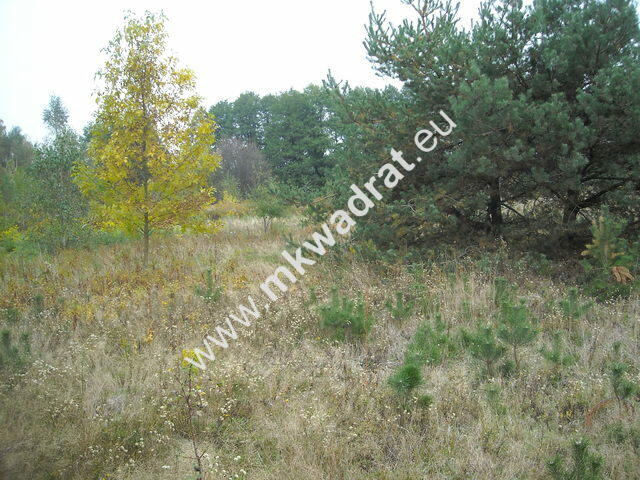 Piękna | mega cena | MPZP 30% | Sucha | zieleń LUX