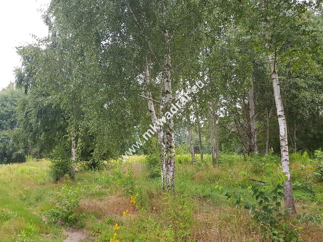 Super z MPZP! drzewa! Media, cisza spokój ulica gm