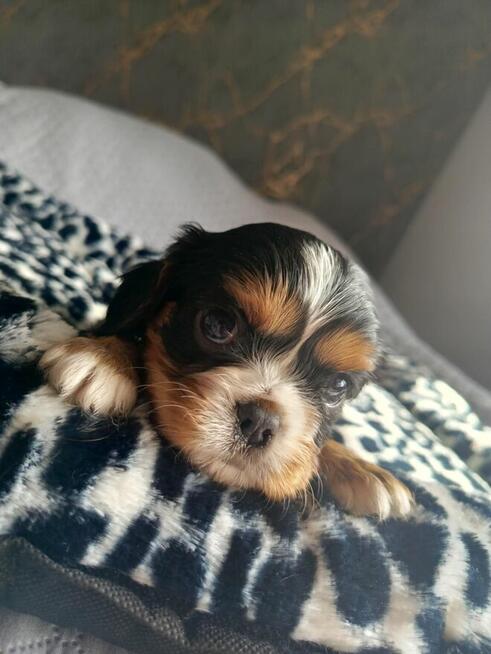 Prześliczny piesek Cavalier King Charles Spaniel