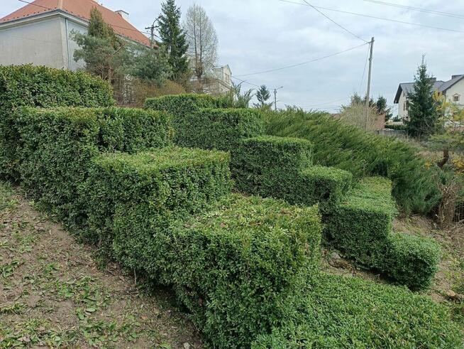 Koszenie trawy, nieużytków, kosiarka bijakowa, karczowanie