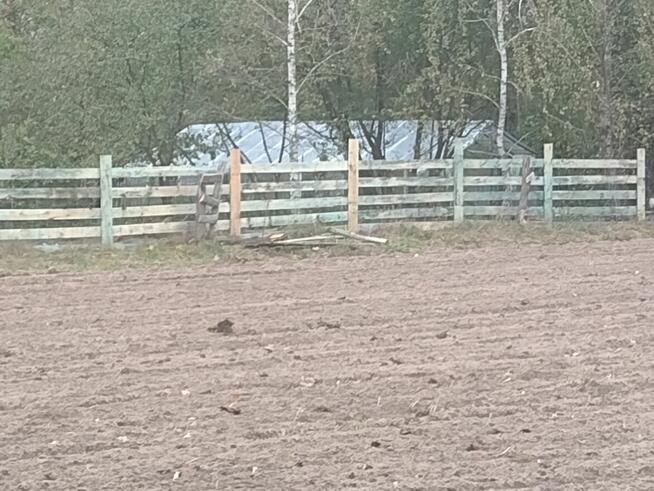 Panią do opieki