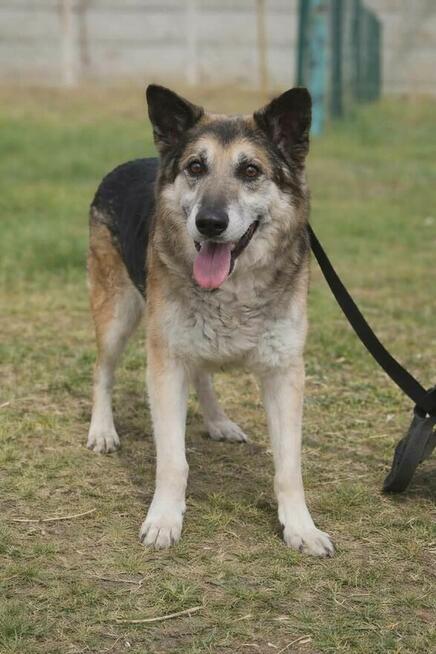 Łagodny psi senior Rex