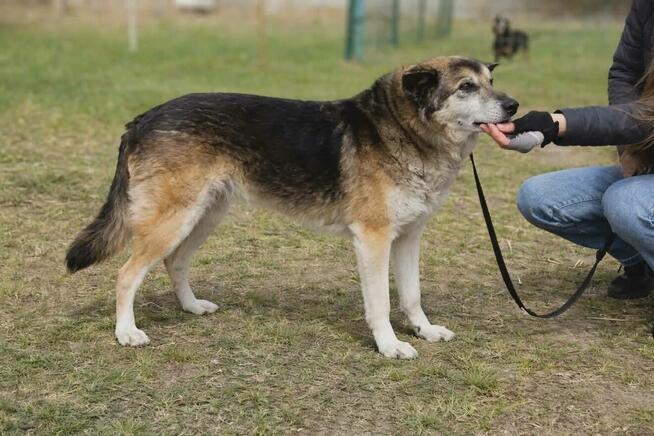 Łagodny psi senior Rex