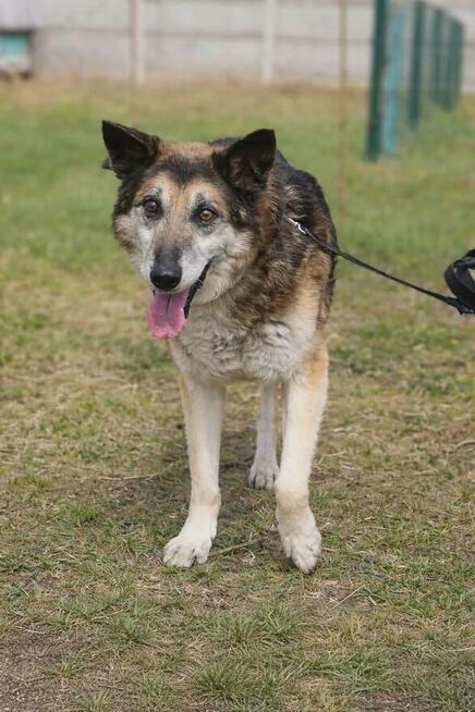 Łagodny psi senior Rex