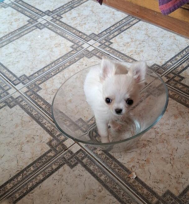 Chihuahua prawdziwe maleństwo