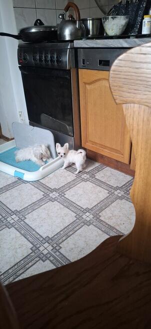 Chihuahua prawdziwe maleństwo