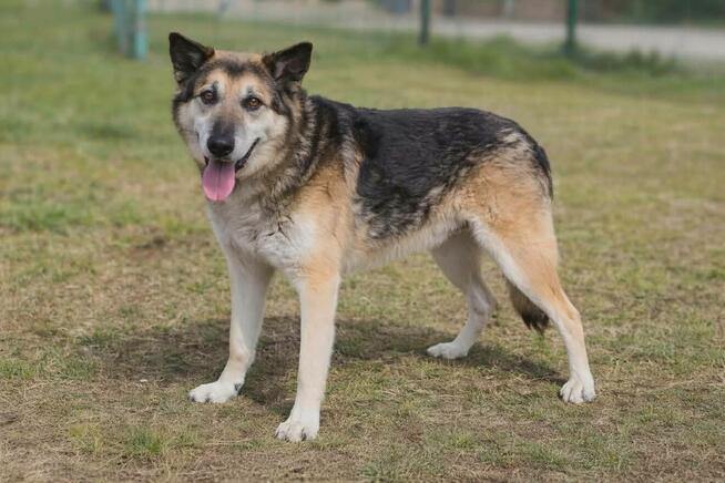 Łagodny psi senior Rex