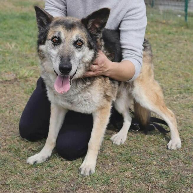 Łagodny psi senior Rex