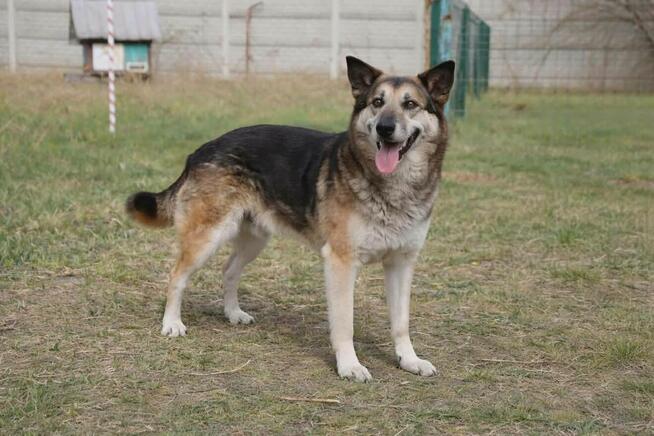 Łagodny psi senior Rex