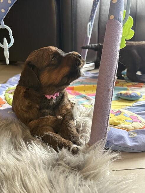 Briard owczarek Francuski szczenię fci