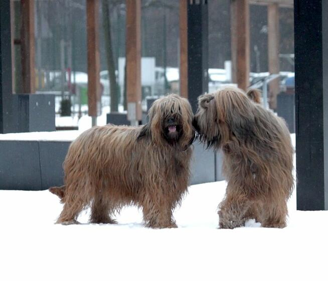 Briard owczarek Francuski szczenię fci