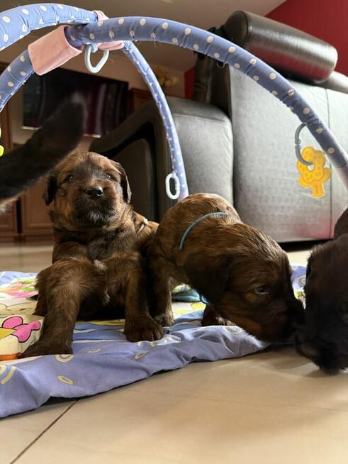 Briard owczarek Francuski szczenię fci