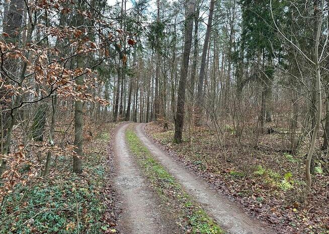 Syndyk sprzeda udział 6/324 w działkach zalesionych i drodze