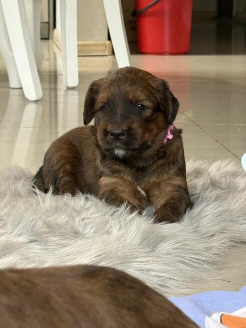 Briard owczarek Francuski szczenię fci