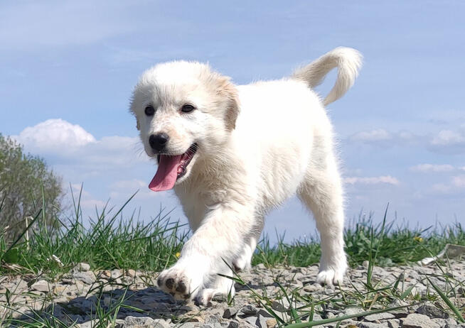 Rasowa suczka XJA ee-red Border Collie z pełną dok. przebada