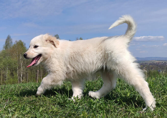 Rasowa suczka XJA ee-red Border Collie z pełną dok. przebada