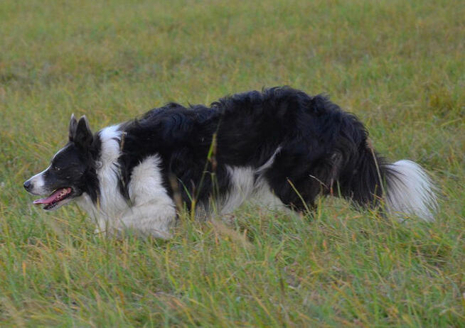 Rasowa suczka XJA ee-red Border Collie z pełną dok. przebada