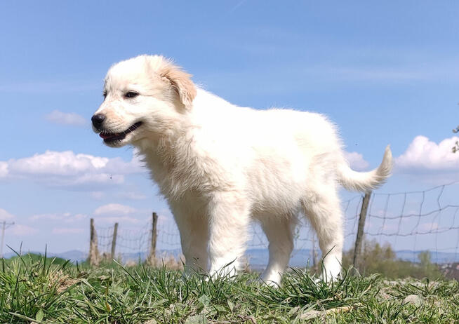 Rasowa suczka XJA ee-red Border Collie z pełną dok. przebada