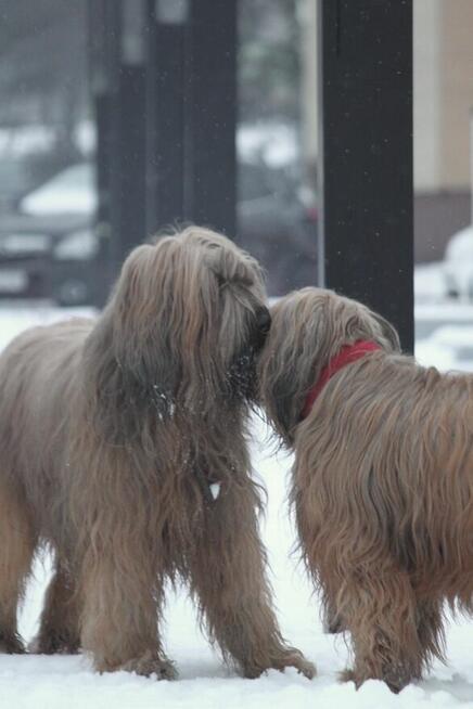 Briard owczarek Francuski szczenię fci