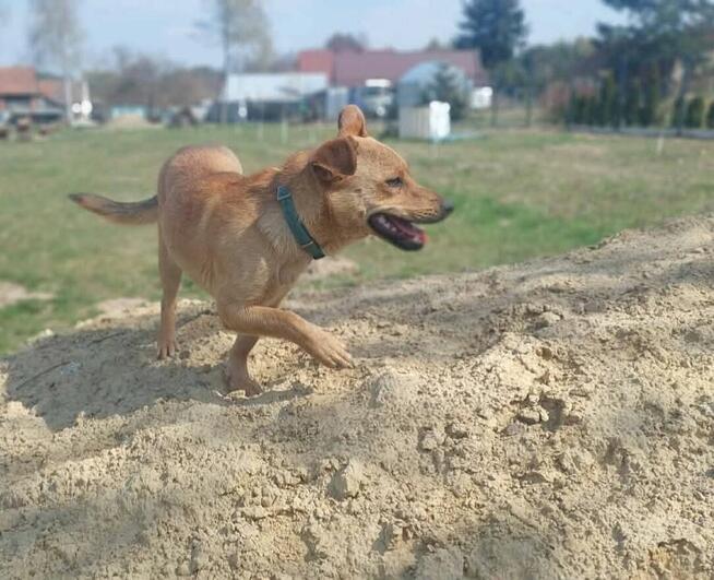 Cudowna pełna energii sunia marzy o dobrym domku