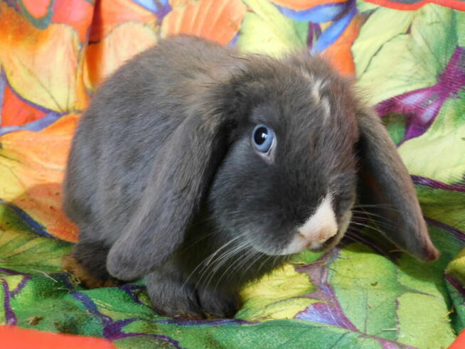 Niebieskie baranki mini lop