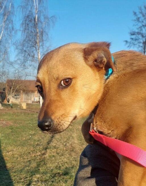 Fanta młodziutka nieśmiała sunia szuka wspaniałego domu