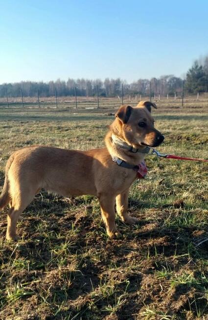 Fanta młodziutka nieśmiała sunia szuka wspaniałego domu