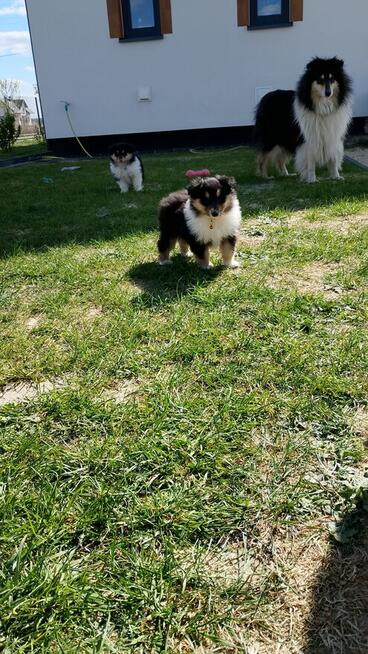 Owczarek Szkocki Collie Długowłosy ZKwP