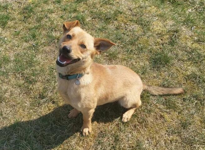 Fanta młodziutka nieśmiała sunia szuka wspaniałego domu