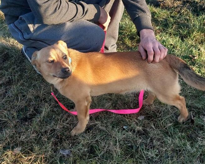 Fanta młodziutka nieśmiała sunia szuka wspaniałego domu