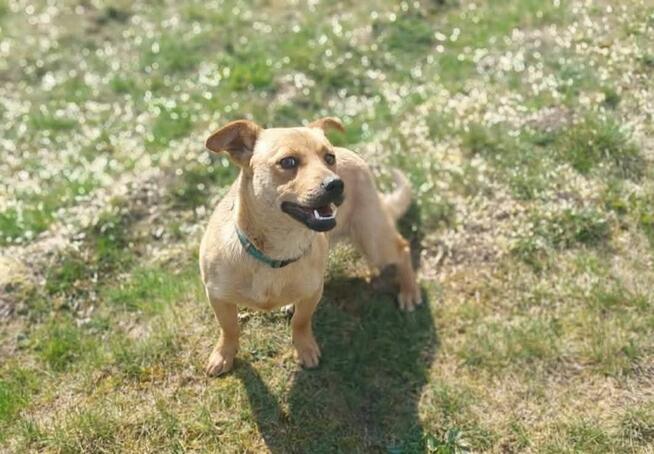 Fanta młodziutka nieśmiała sunia szuka wspaniałego domu