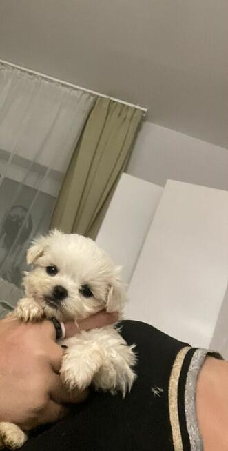 Maltańczyk suczka od 31,05,2026