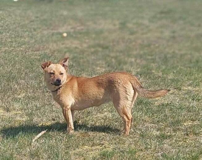 Fanta młodziutka nieśmiała sunia szuka wspaniałego domu