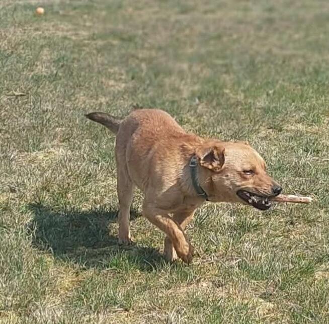 Fanta młodziutka nieśmiała sunia szuka wspaniałego domu