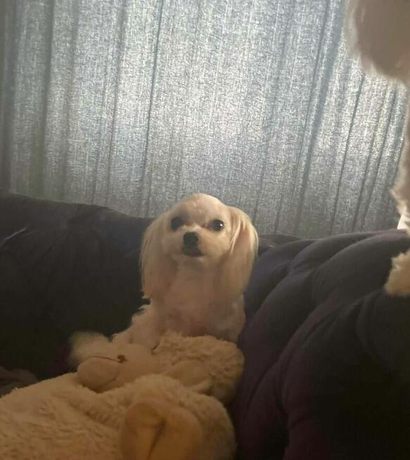 Maltańczyk suczka od 31,05,2026