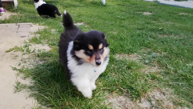 Owczarek Szkocki Collie Długowłosy ZKwP