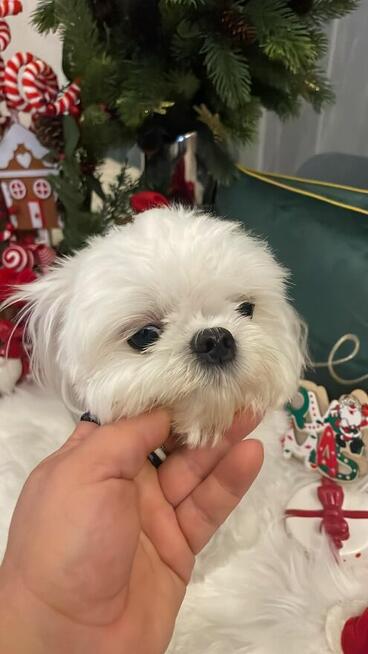 Maltańczyk suczka od 31,05,2026