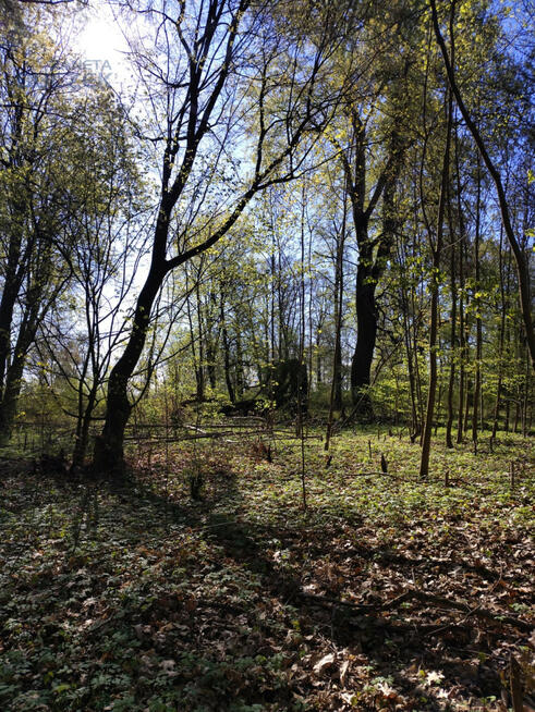 Działka rolna Sadowo gm. Iłów,