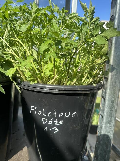 Pomidorki rozsady różne odmiany
