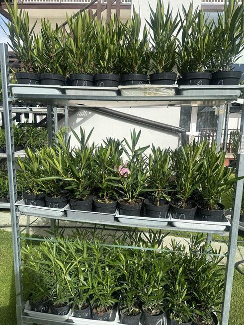 Oleander o pełnych pachnących kwiatach