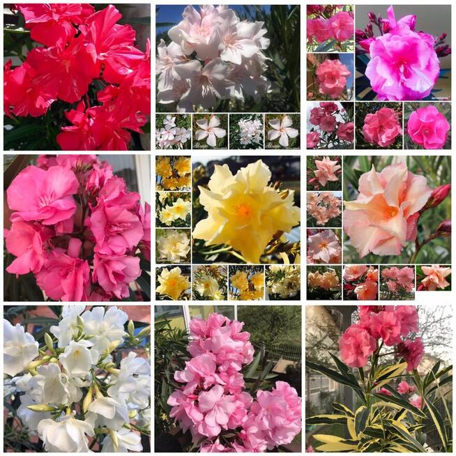 Oleander o pełnych pachnących kwiatach