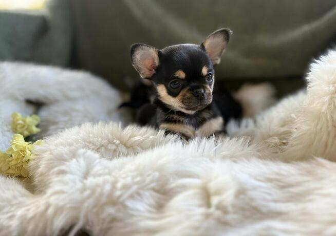 CHIHUAHUA ŚLICZNA DROBNIUTKA SUNIA CALINECZKA