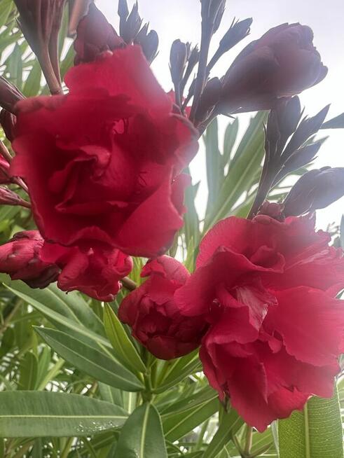 Oleander o pełnych pachnących kwiatach