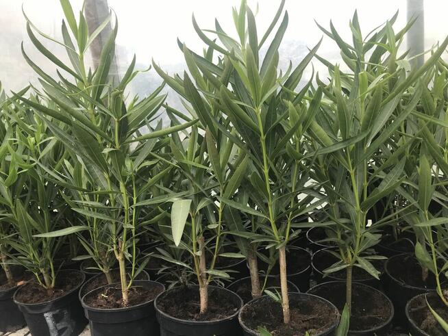 Oleander o pełnych pachnących kwiatach