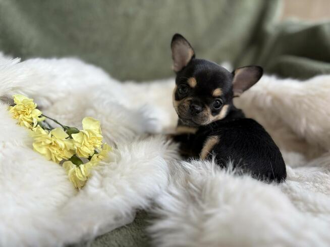 CHIHUAHUA ŚLICZNA DROBNIUTKA SUNIA CALINECZKA