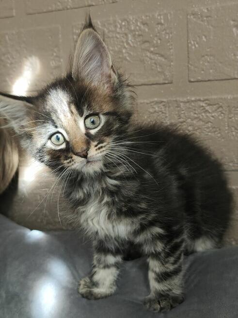 Kocurek Maine Coon